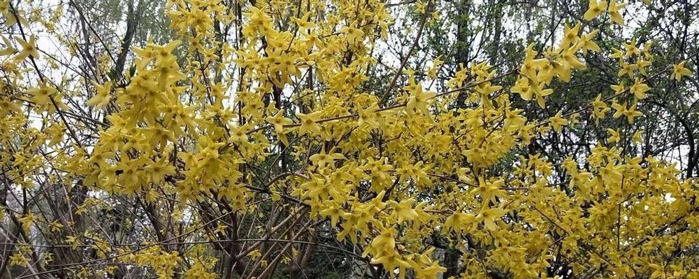 连翘花花语与寓意（了解连翘花的花语，感受寓意的美好）