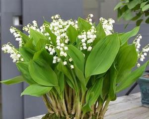 铃铛花花语之美——传递幸福与希望（铃铛花的象征意义与养殖技巧）