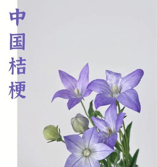 铃铛花花语之美——传递幸福与希望（铃铛花的象征意义与养殖技巧）