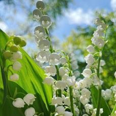 铃兰花（铃兰花语传递的美好心愿）