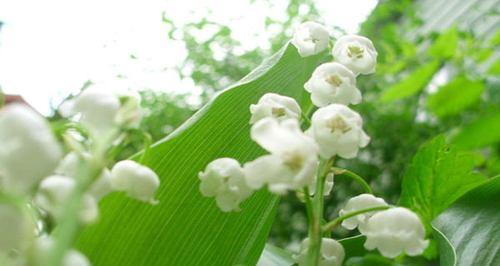 铃兰花（铃兰花语与传说，揭秘花海中的神奇力量）