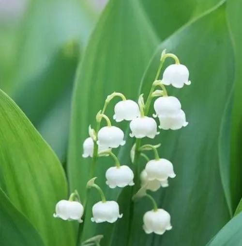 铃兰花语之美——传递爱与希望的芬芳（探寻铃兰花语的含义与象征）