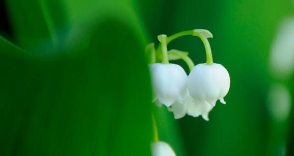 铃兰花语大全及寓意（探索铃兰花语的深度含义）