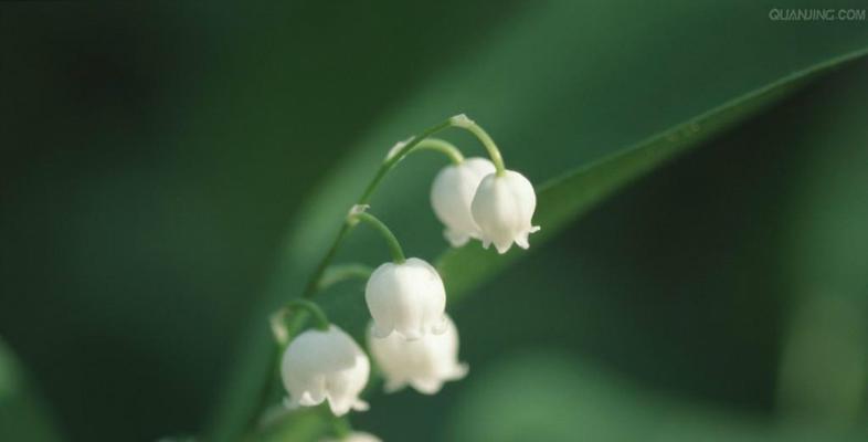 铃兰花的寓意与花语（探索铃兰花的深意，解读每朵花的心声）