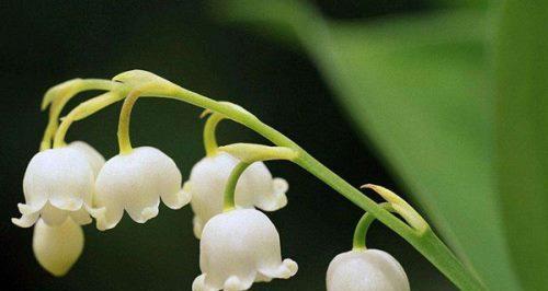 铃兰花语的深意与传承（铃兰花的浓郁情感与美好寓意）