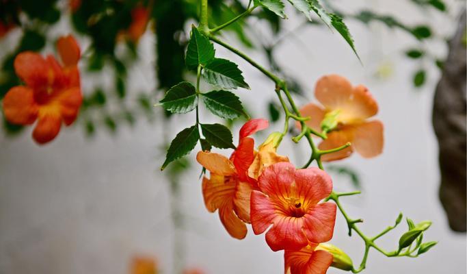 凌霄花的花语与其深刻寓意（探索凌霄花的神秘花语，揭示它的内涵与象征）