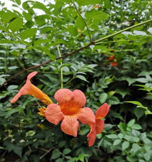 凌霄花花语之美丽与神秘（探索凌霄花的花语，解读其独特之美）