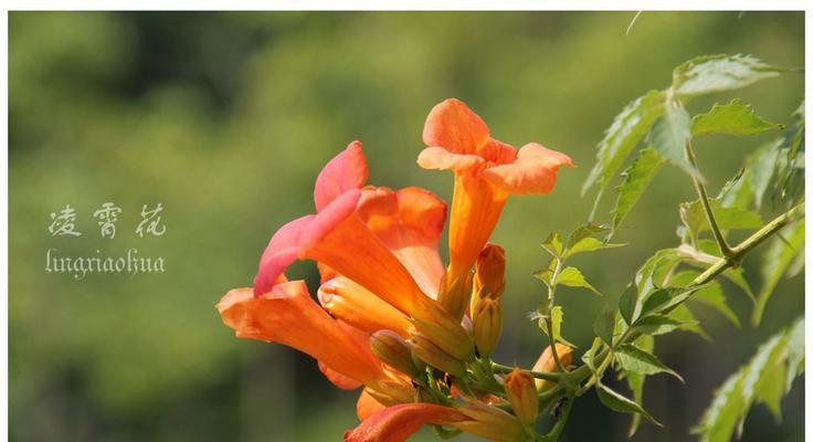 凌霄花花语之美丽与神秘（探索凌霄花的花语，解读其独特之美）