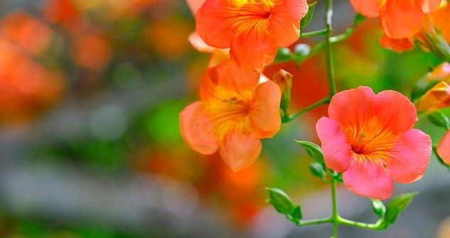 凌霄花花语之美丽与神秘（探索凌霄花的花语，解读其独特之美）