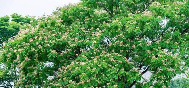 流苏花花语（深入探索流苏花的文化内涵与传统象征）