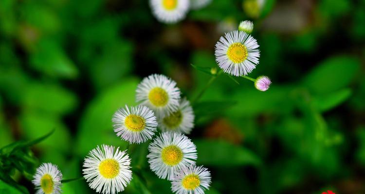 六月菊的花语（盛夏的花朵，寄托着勇气和梦想）