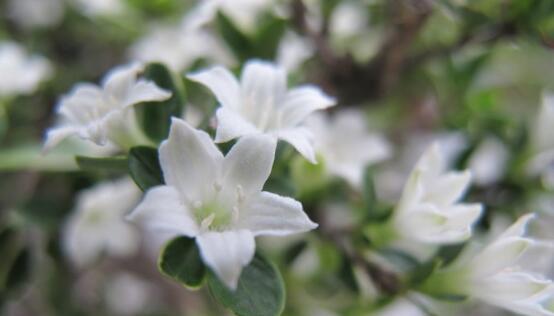 以六月雪的花语为主题的文章（揭示六月雪花语的深意）