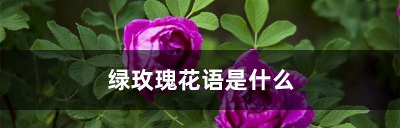 绿玫瑰的花语之真正的含义（揭秘绿玫瑰的花语与象征）