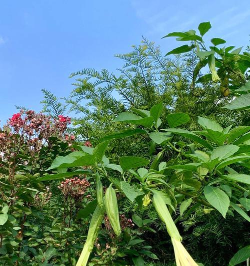 绿色曼陀罗花语（探索曼陀罗花的奇妙意义与美丽之源）