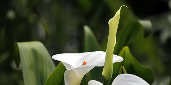 以马蹄莲的花语——展示坚韧和希望的美丽（以马蹄莲的花语及其象征意义）