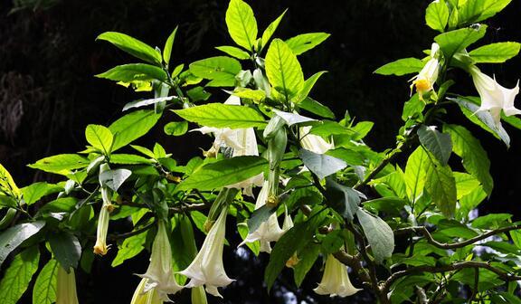 曼陀罗花花语（探寻曼陀罗花的内涵与象征）