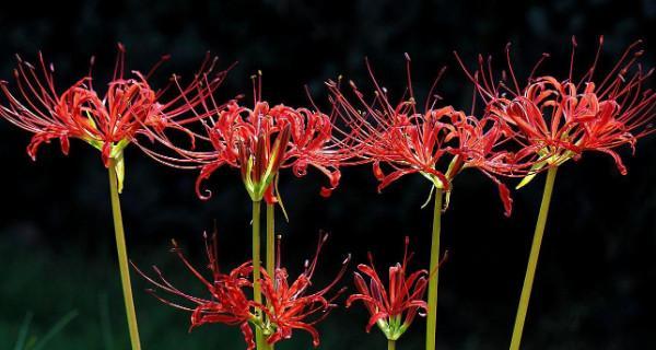 曼陀沙华花语的深意（探索曼陀沙华花的寓意与象征）