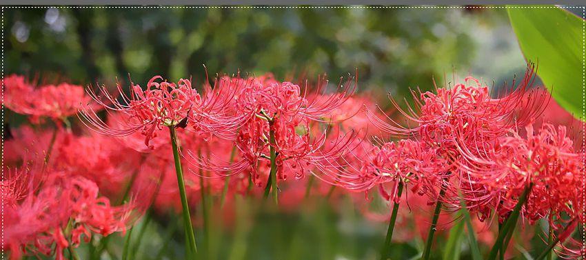 曼珠沙华（美丽花朵背后的生命哲理）