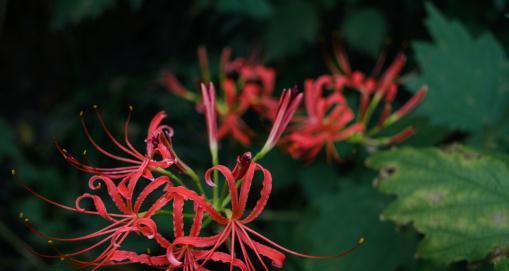 曼珠沙华花语与寓意（揭示曼珠沙华花的寓意和含义）