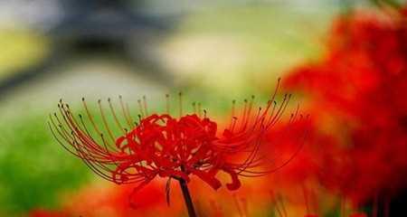 曼珠沙华花语（曼珠沙华花的花语与意义，让我们重新审视生命的价值）