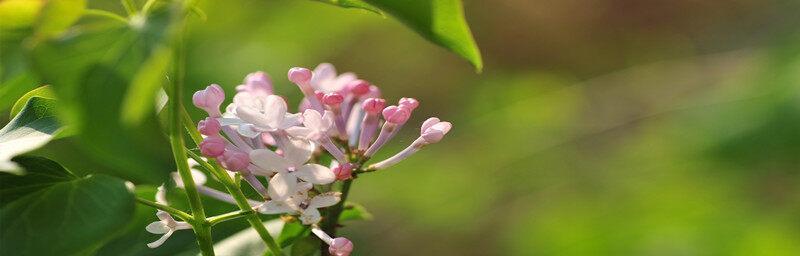 丁香花的特点和样子（关于丁香花介绍）