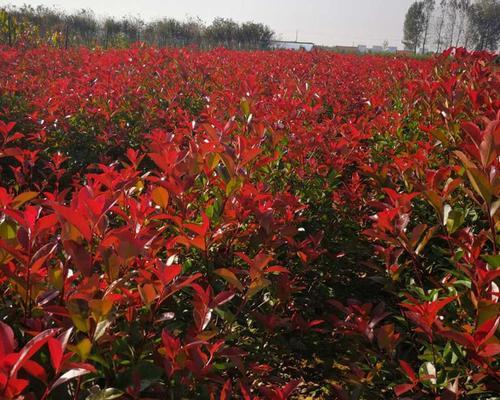 红叶石楠怎么种植和养护（红叶石楠栽植技巧）