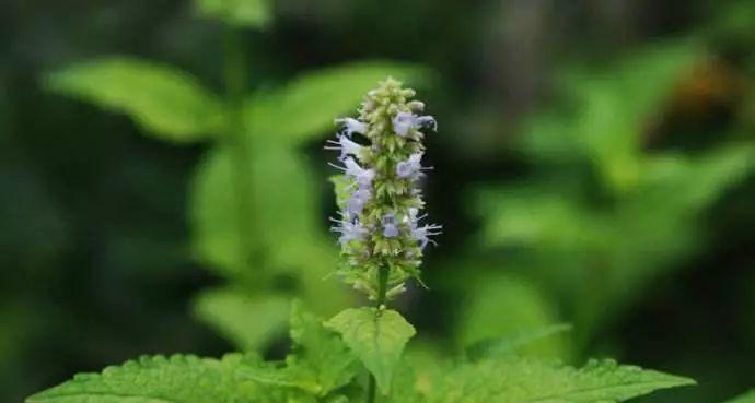 霍香怎么种植技术（霍香种植方法及养护）