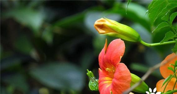 凌霄花期是几月（有关凌霄花开花时间）