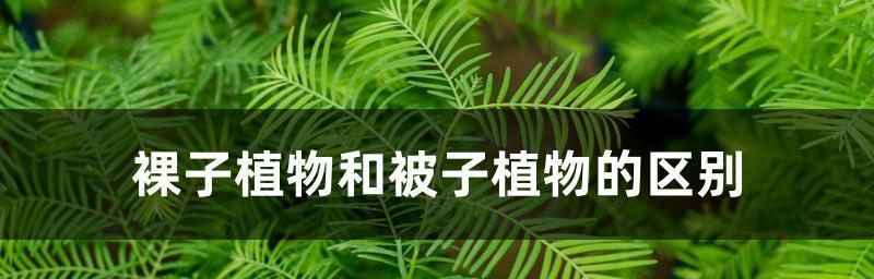 裸子植物什么时候出现（裸子植物的简介）