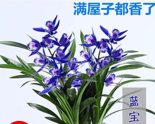 兰花怎么养才能开花（兰花正确浇水方法讲解）