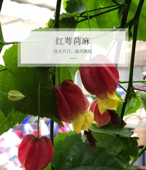 蔓性风铃花怎么养（详解风铃花养护知识）