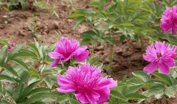 芍药花的栽培和繁殖方法（了解芍药花的栽培要点）