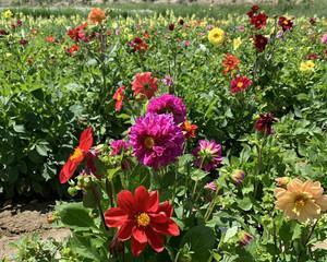 小丽花什么时候播种（小丽花种植方法和时间）