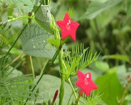 五角星花种子什么时候播种（五角星花种植技术讲解）