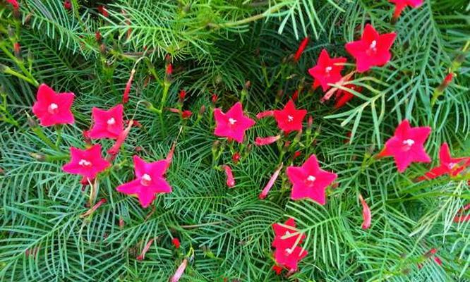 五角星花种子什么时候播种（五角星花种植技术讲解）