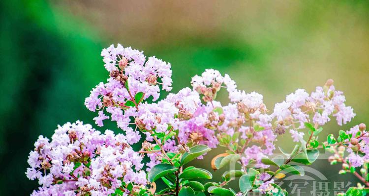 紫薇花怎么养殖方法（紫薇花的栽培技术要点）