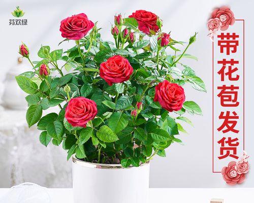 玫瑰花怎么养才好（有关玫瑰花的养殖方法）