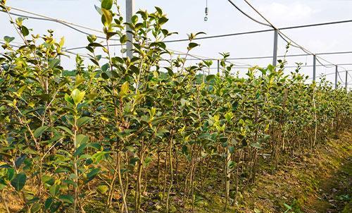 油茶树的种植方法和管理（养护油茶的注意事项）