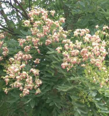 红花槐的种植方法（红花槐的栽培与管理）