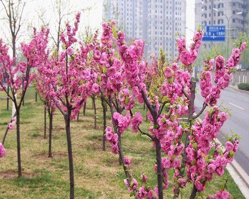 大樱桃树怎么种植（大樱桃种植技术与管理）