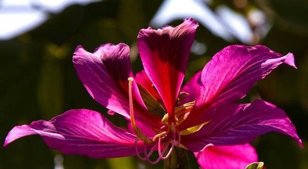 香港的市花是什么花（香港代表花卉介绍）