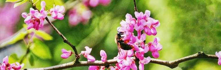 香港的市花是什么花（香港代表花卉介绍）