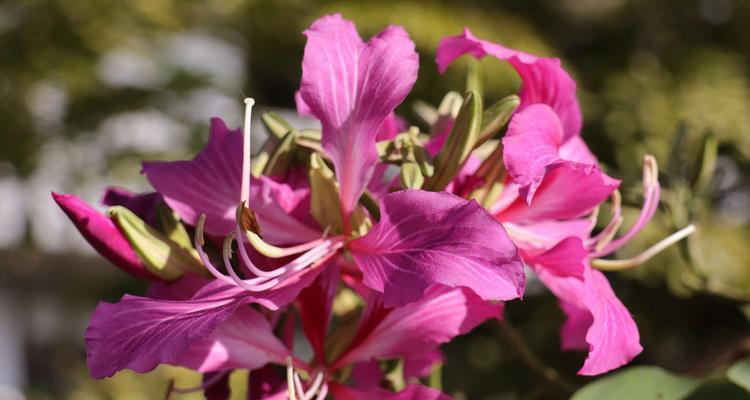 香港的市花是什么花（香港代表花卉介绍）