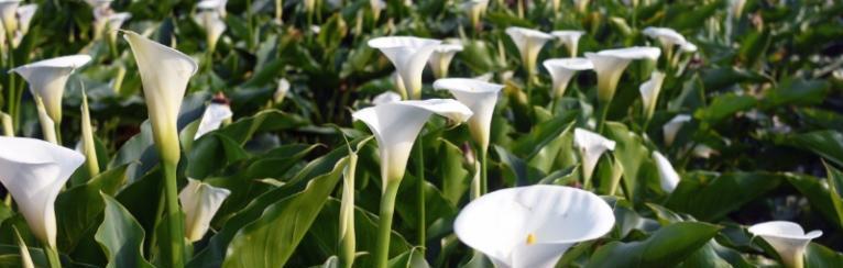 马蹄莲花期多长时间（马蹄莲的养护方法）