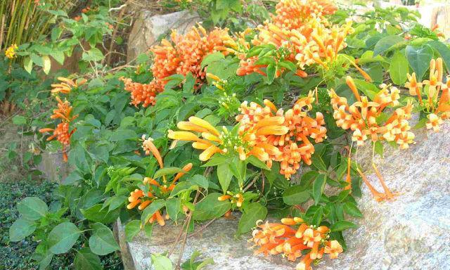 炮仗花怎么种植（炮仗花种植时间和方法）