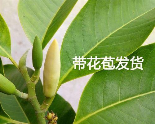 白兰花盆栽好养吗（白兰花盆栽注意事项）