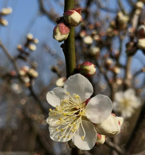 梅花花语与代表意义（探索梅花的象征和意义）