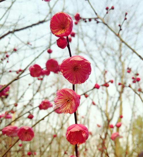 梅花花语（寒冬绽放的希望之花——梅花的美丽传说）