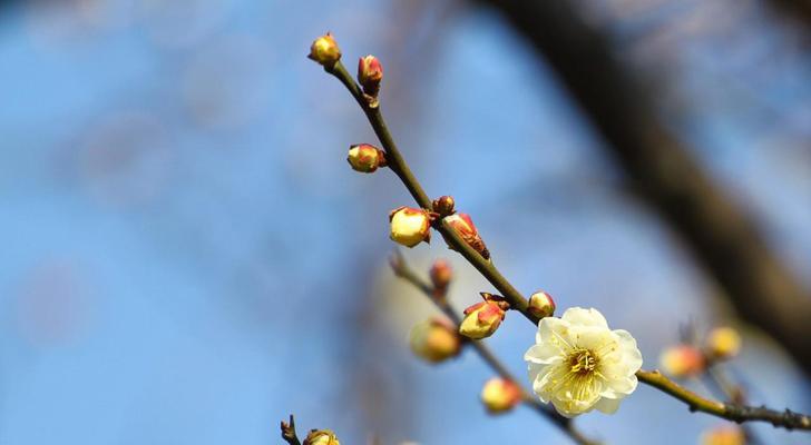 梅花花语（揭秘梅花的花语与寓意）