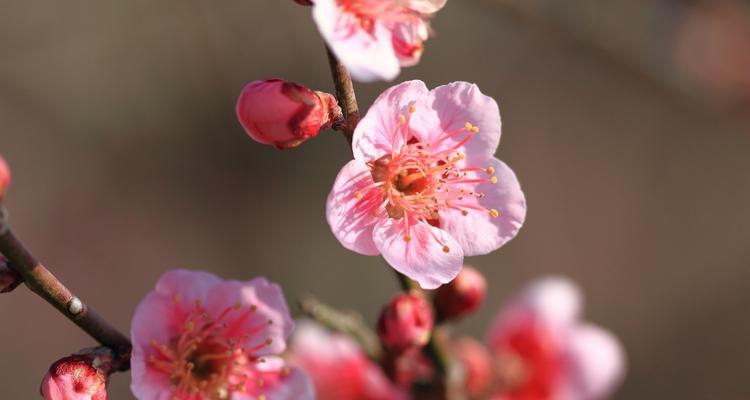 梅花花语（揭秘梅花的花语与寓意）